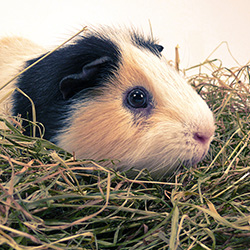 Guinea Pigs and other Small Animals