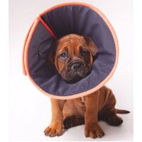 Kazoo Comfy Dog Recovery Collar Xlarge