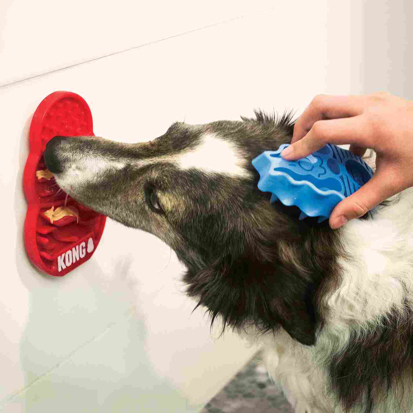 Kong dog hot sale feeder