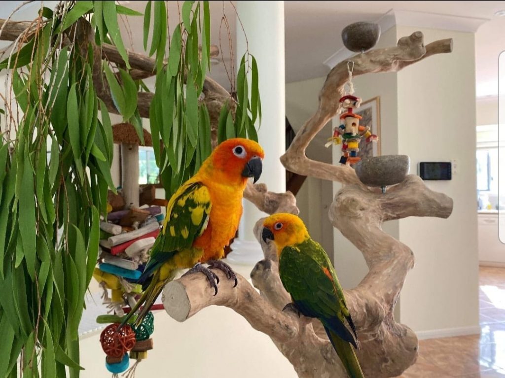 parrot play gym australia