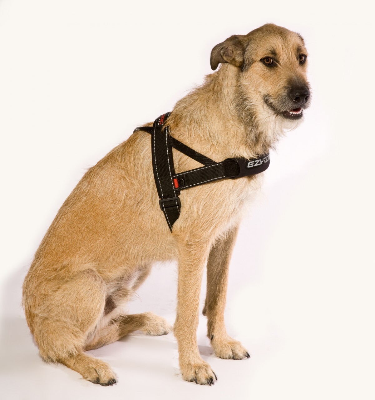 Ezydog clearance harness small