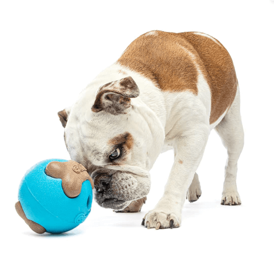 Guru Busy Ball Interactive Dog Toy Medium Large
