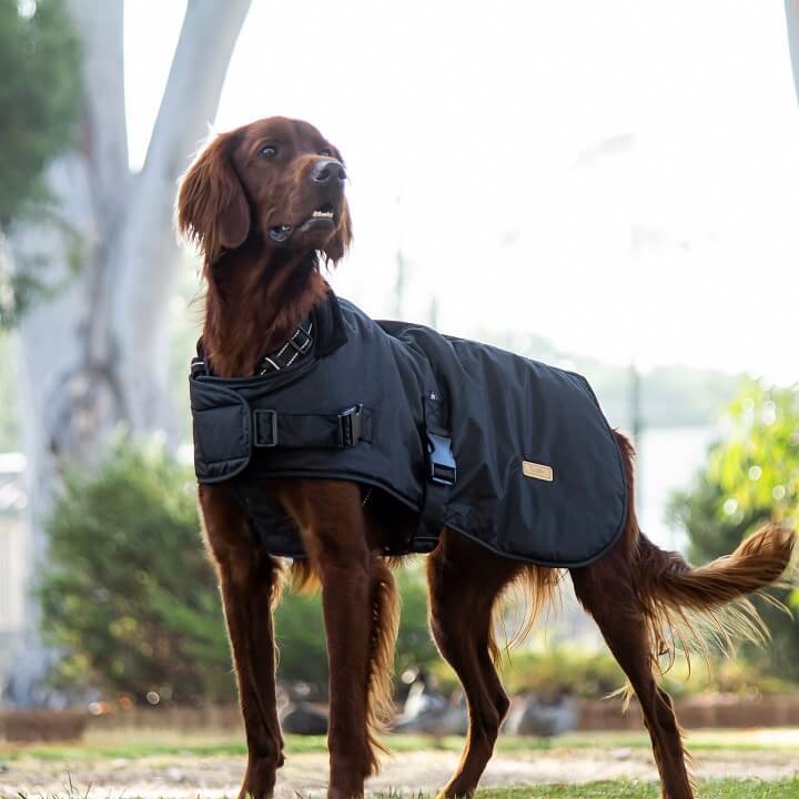 Waxed cotton dog coat new arrivals