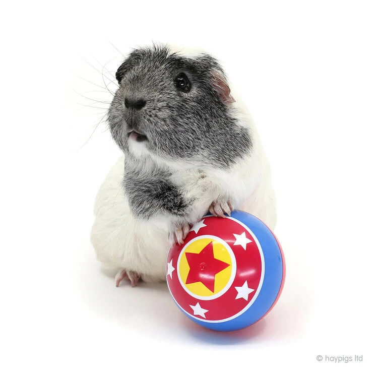 HayPigs Circus Treat Ball Small