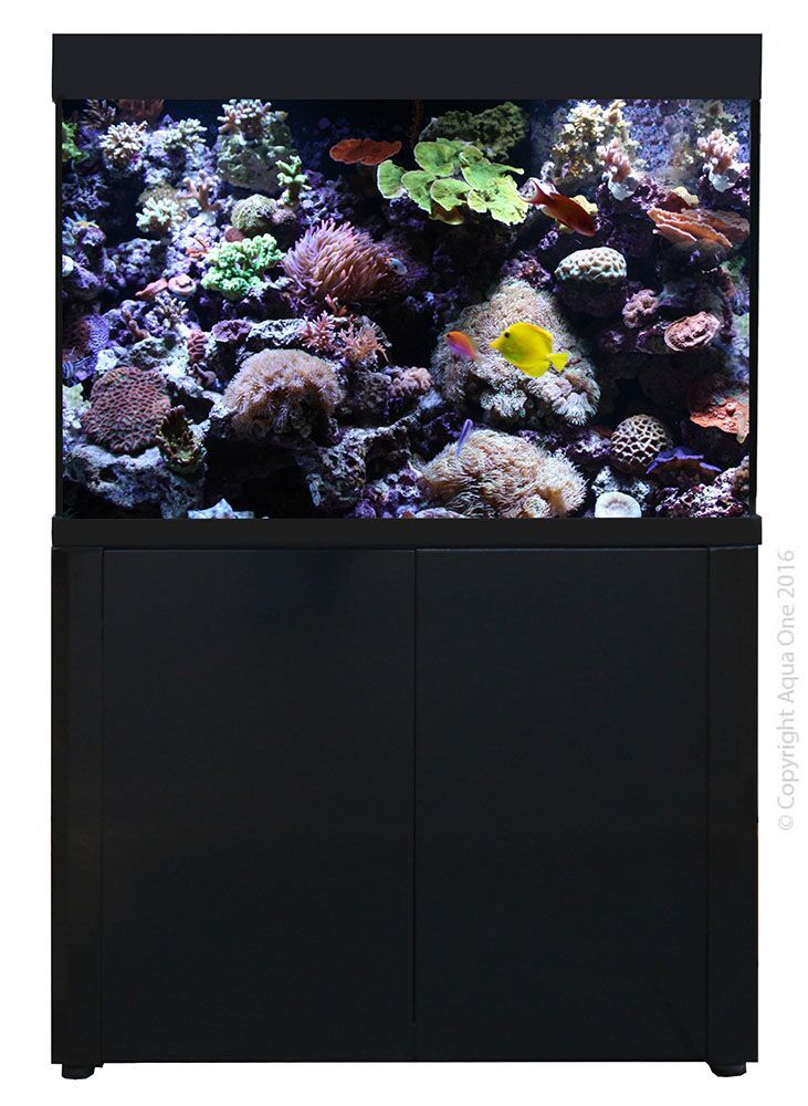 fish aquariums