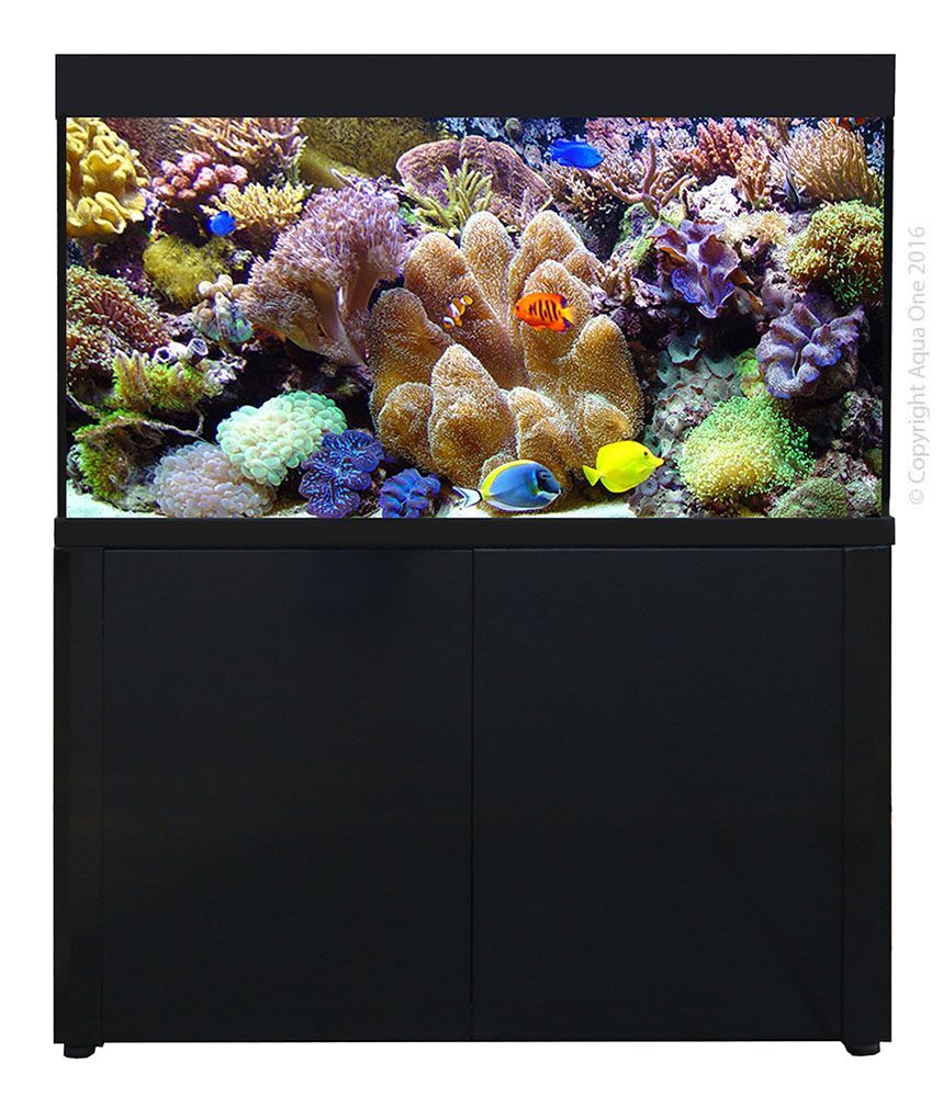 fish aquariums