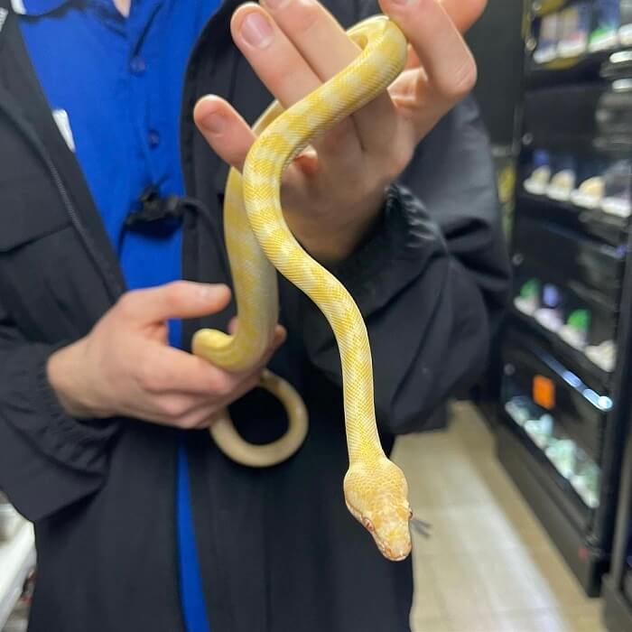 Pet Albino Darwin Python