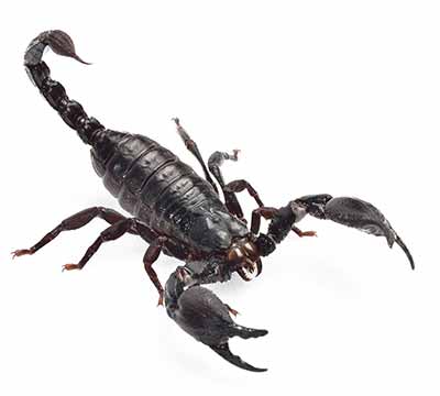 scorpion