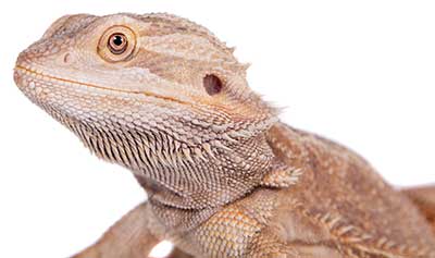 bearded dragon face close up