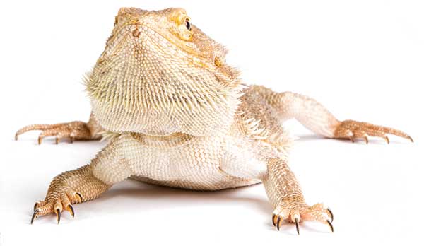 bearded dragon