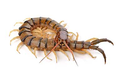 centipede