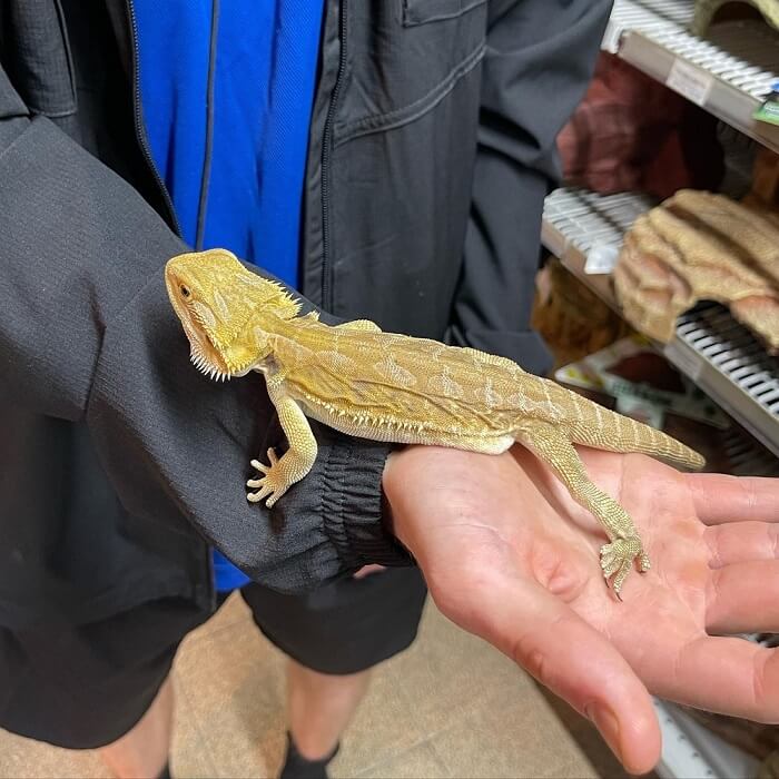 Pet Bearded Dragon