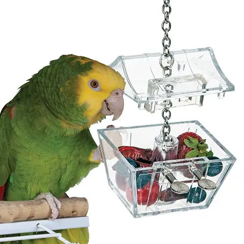 blue front amazon bird with parrot's treasure toy