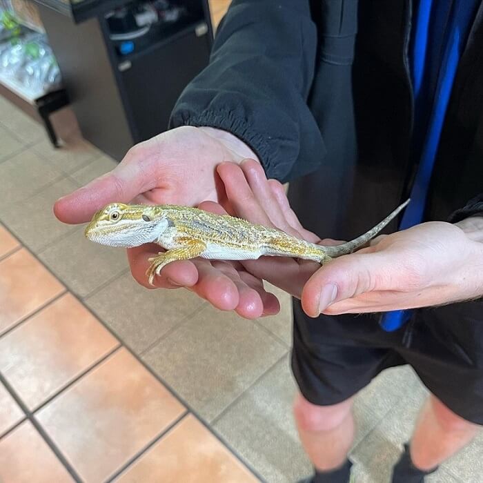 Pet Bearded Dragon