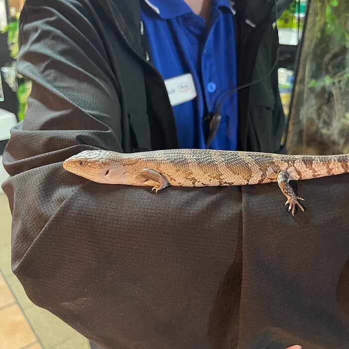 Pet Blue Tongue Skink