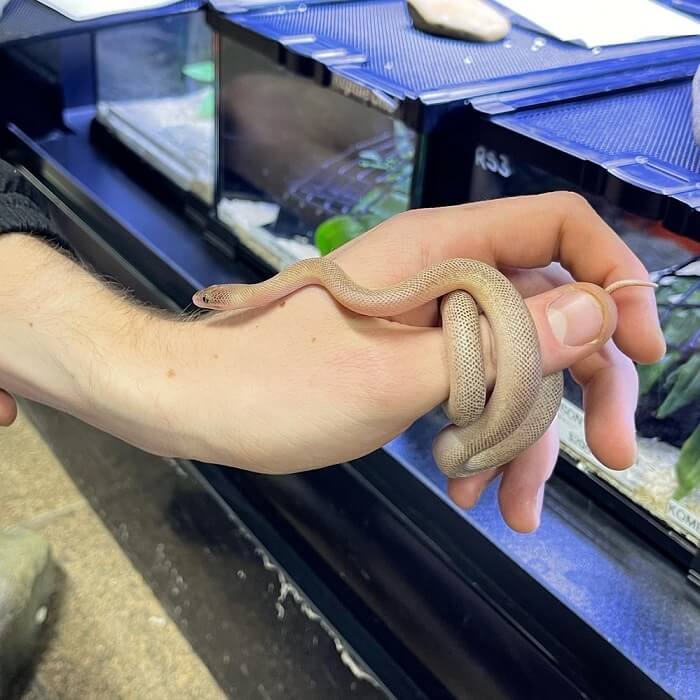 Marble Childrens Python