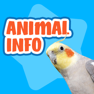 animal info