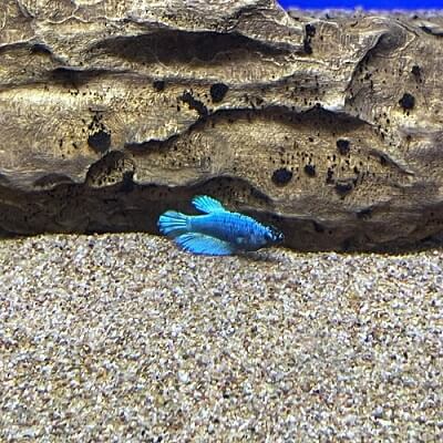 blue female fighter fish