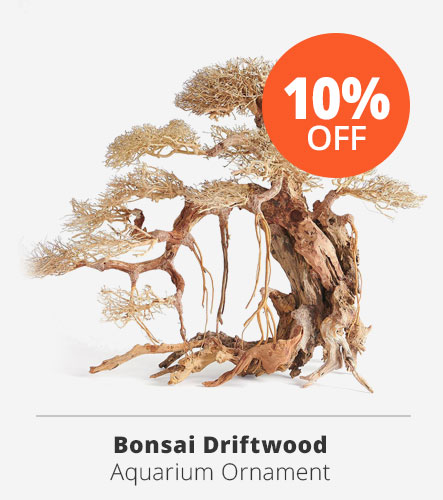 10% off bonsai tree driftwood ornament decoration