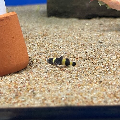 Bumble Bee Goby