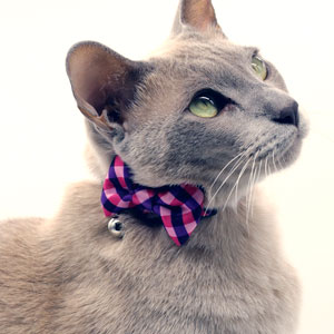 Cat collars