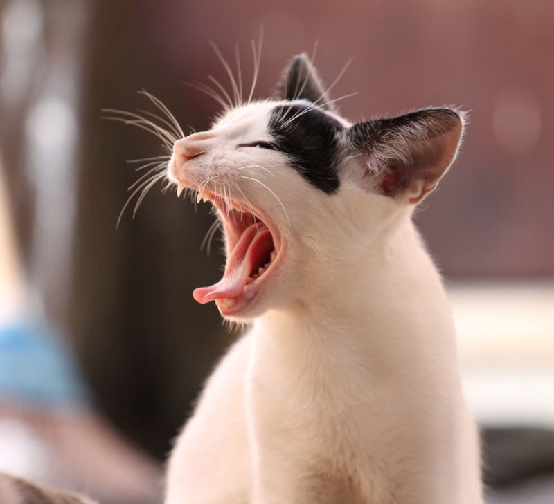 cute cat yawning showing teeth