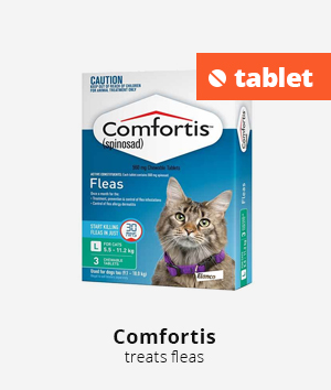 Comfortis for cats