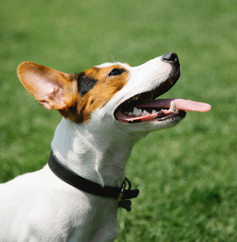 happy smiling dog