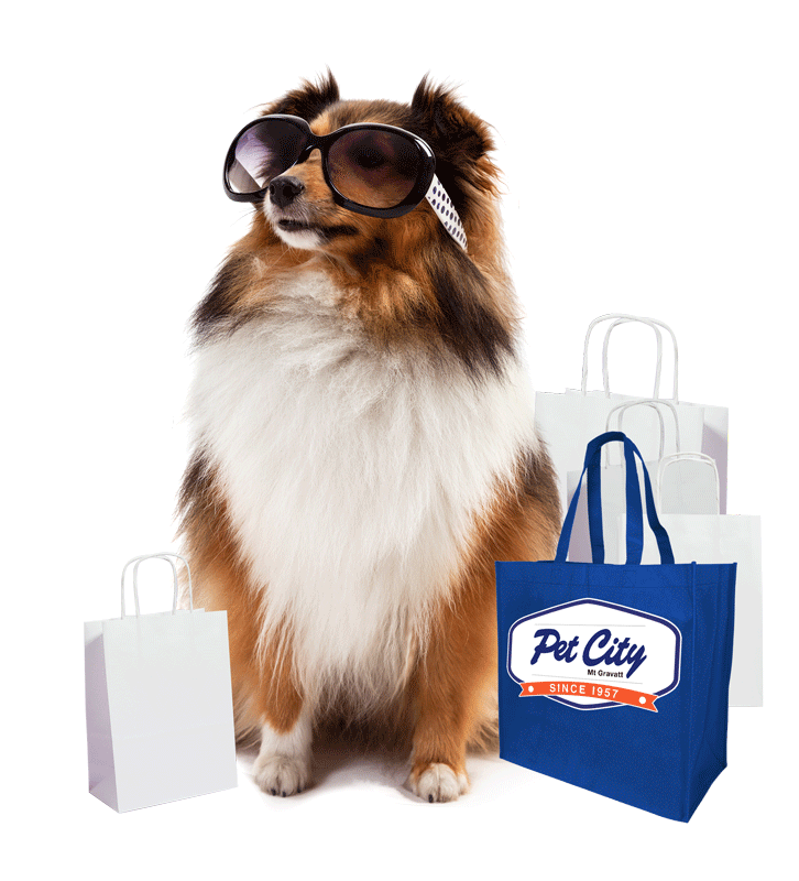 dog with sunglasses and shopping bags