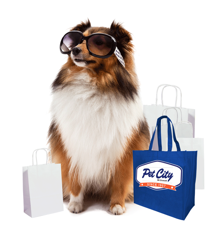 dog with sunglasses and shopping bags