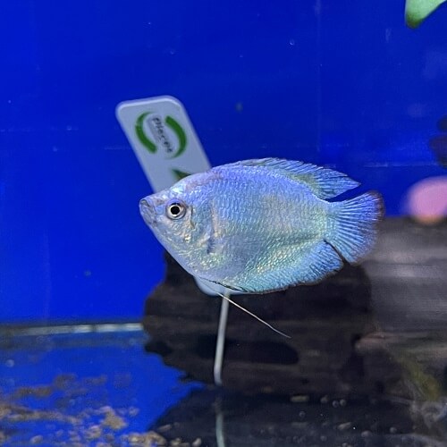 Dwarf Gourami