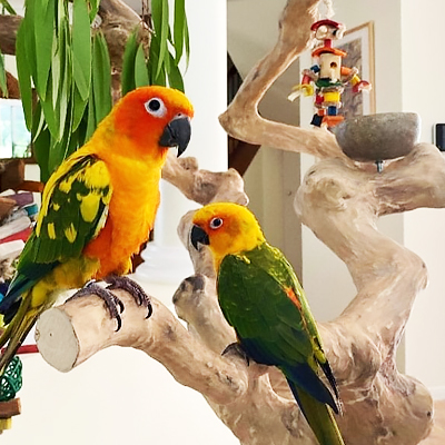 Bird Toys