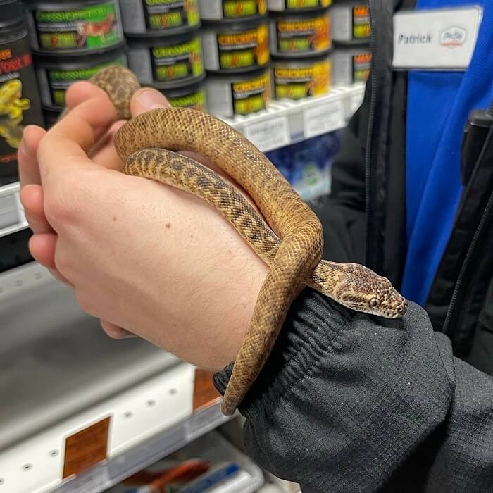 Find Reptiles for Sale Queensland Pet City