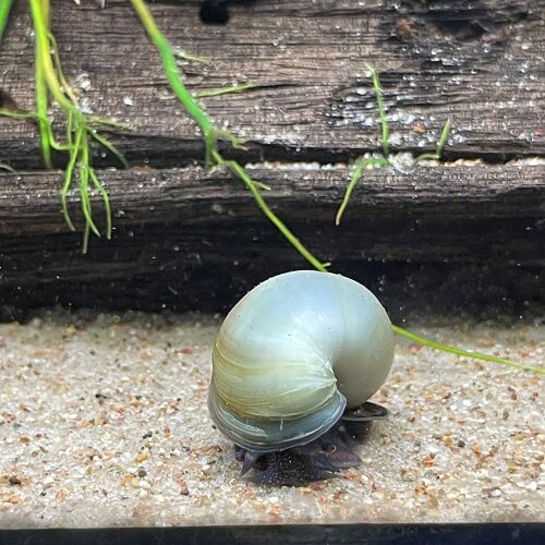 Fancy Snail