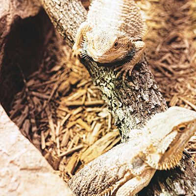 Reptile Accessories And Sand