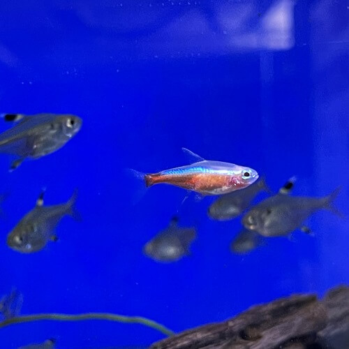 Gold Cardinal Tetra