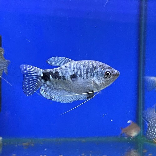 Gourami Fish