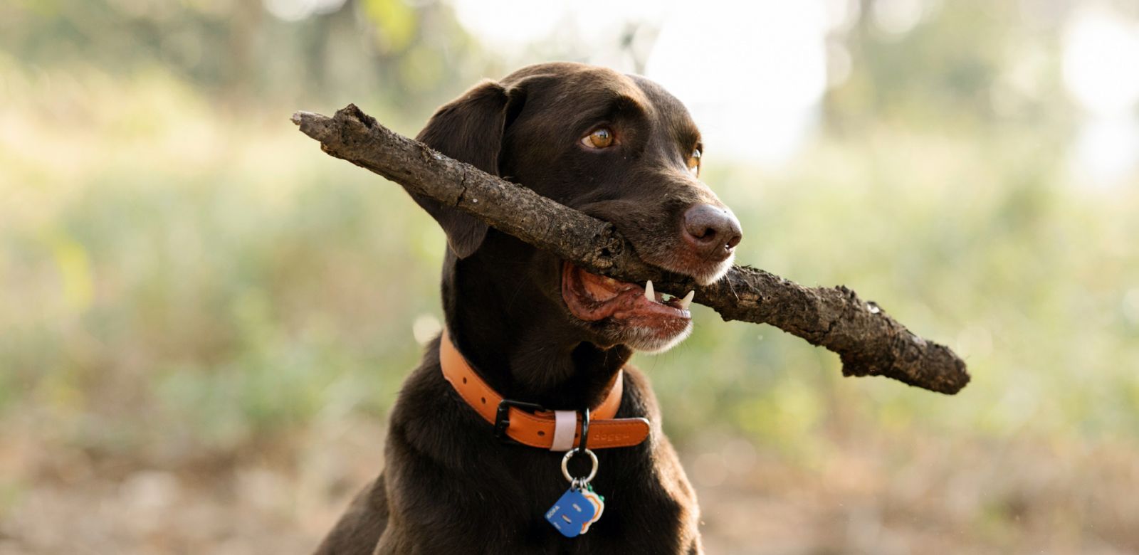 brown labrador holding a stick