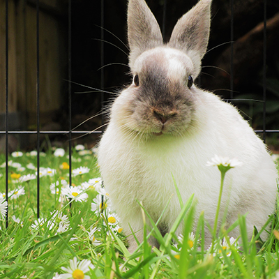 Small Animal Accessories