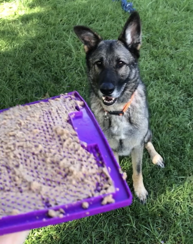 german shepherd excited for lickimat raw food