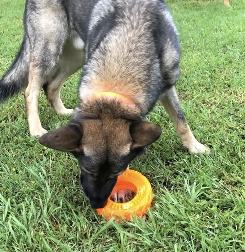 German Shepherd using scream xtreme treat tyre
