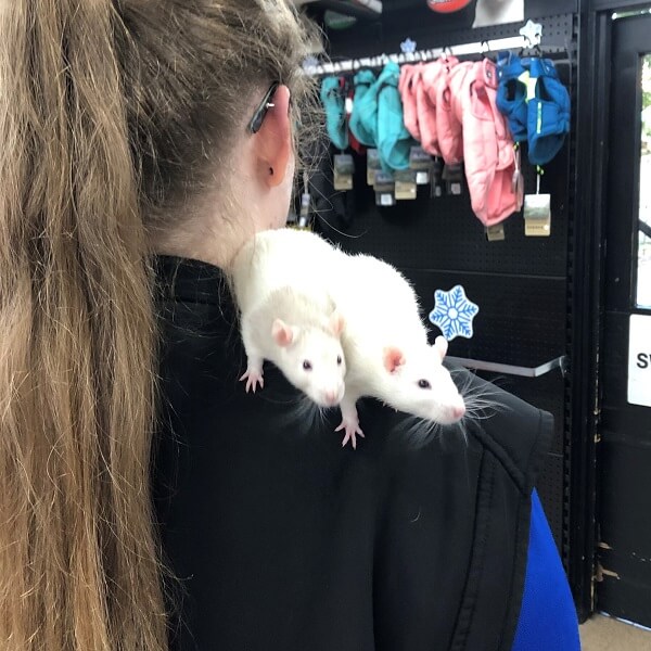 Pet Rats