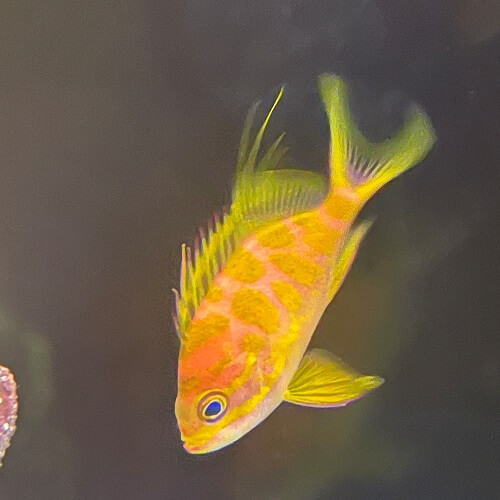 Borbonius Anthias