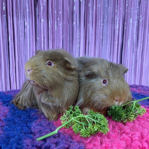 Pet Guinea Pigs