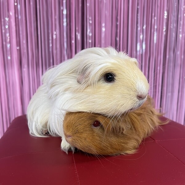 Pet Long Haired Guinea Pigs