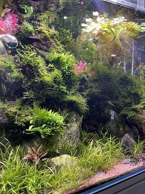 Aquascaping by Pet City Mount Gravatt