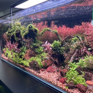 Aquascape tank setup by Pet City Mount Gravatt