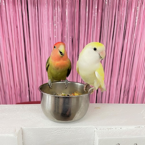 Pet City pet birds