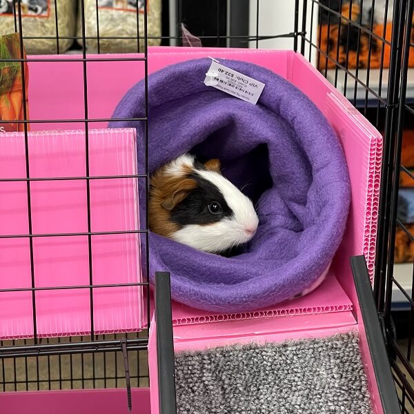 Pet Guinea Pig