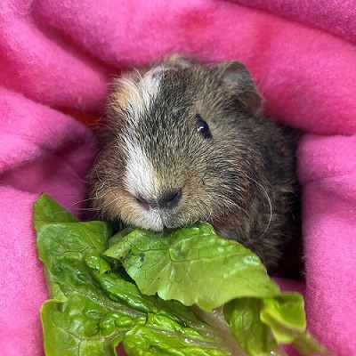 pet guinea pig